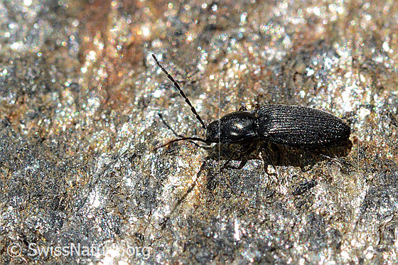 Photo: Click beetle (Hemicrepidius niger)