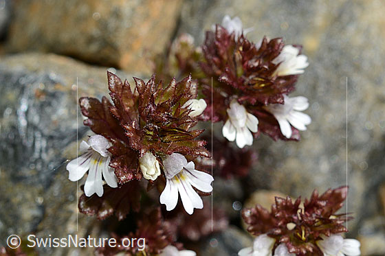 Photo: Euphrasia minima. Blossoms and leaves.