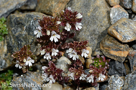 Photo: Euphrasia minima. Whole plant (habiti)
