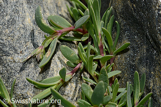 Photo: Gypsophila repens. Leaves.