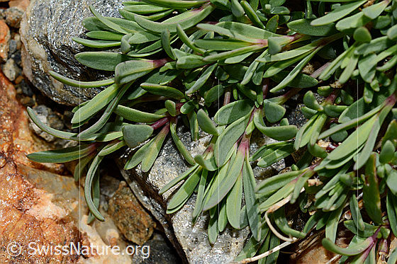 Foto: Kriechendes Gipskraut (Gypsophila repens). Blätter.