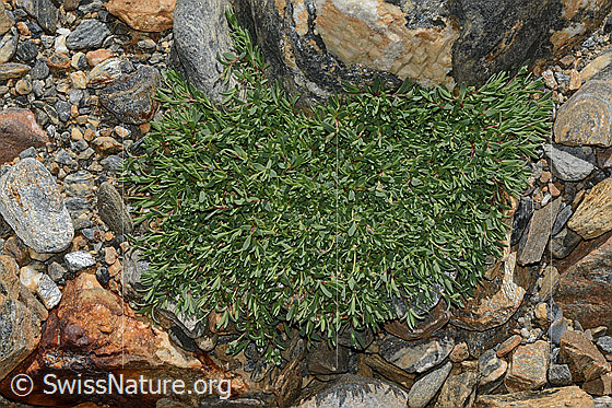 Photo: Gypsophila repens. Cushion.