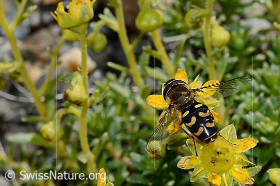 Foto: Mondfleck-Feldschwebfliege (Eupeodes luniger) auf Bewimpertem Steinbrech (Saxifraga aizoides). Länge 9 - 12mm. Männchen. Ansicht von oben.