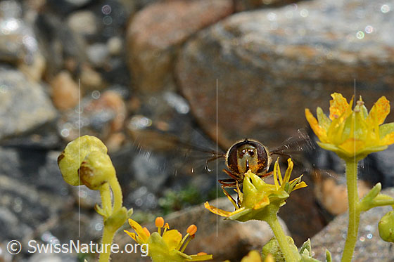 Foto: Mondfleck-Feldschwebfliege (Eupeodes luniger) auf Bewimpertem Steinbrech (Saxifraga aizoides). Länge 9 - 12mm. Männchen. Ansicht von vorne.