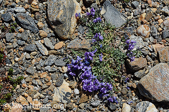 Foto: Alpen-Leinkraut (Linaria alpina). Ganze Pflanze.