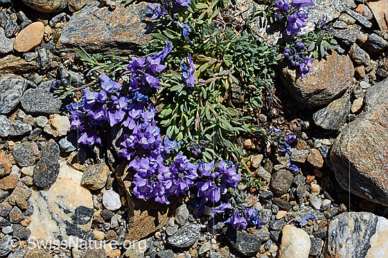 Photo: Linaria alpina. Whole plant (habit).