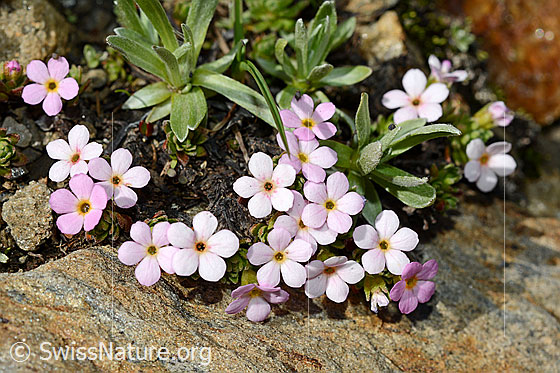 Alpen-Mannsschild (Androsace alpina)
