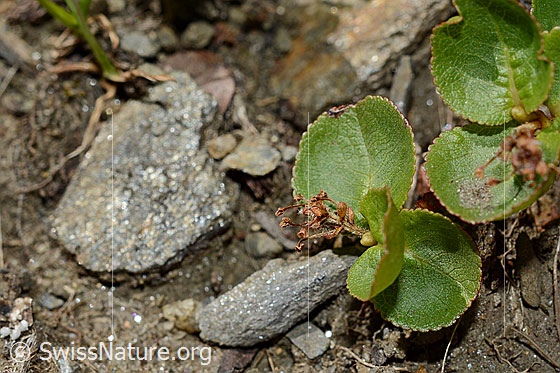 Foto: Kraut-Weide (Salix herbacea). Blätter und verblühte Blüte.