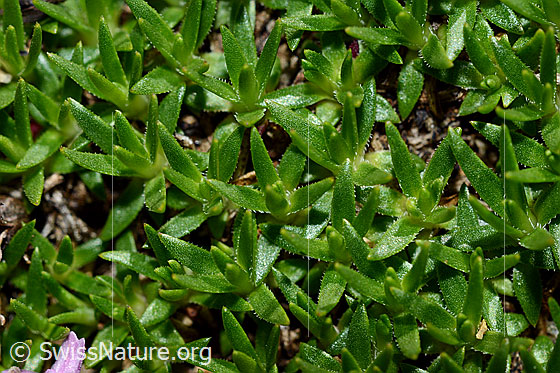 Photo: Silene acaulis. Leaves.