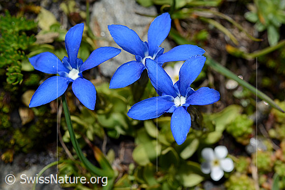 Photo: Gentiana brachyphylla. Blossoms.