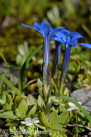 Kurzblättriger Enzian (Gentiana brachyphylla)