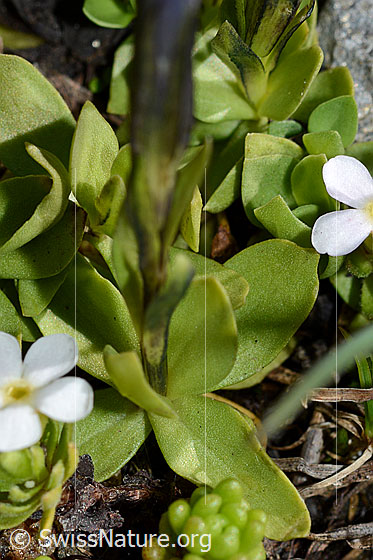 Photo: Gentiana brachyphylla. Grundständige leaves, Rosette.