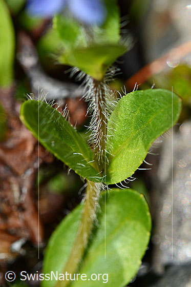 Photo: Veronica alpina. Stem and leaves.