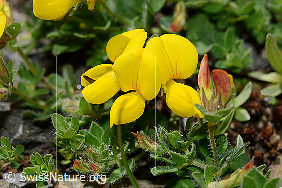 Photo: Lotus alpinus. Flowers.
