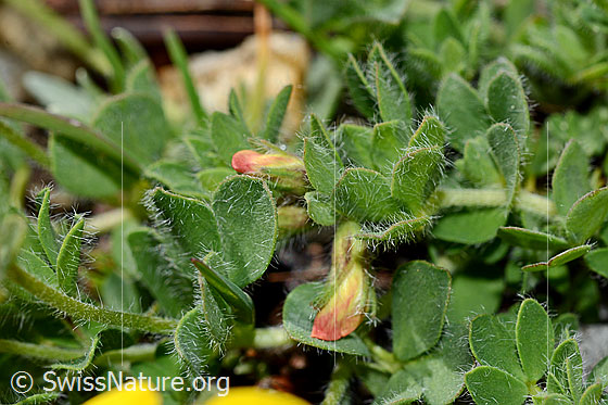 Photo: Lotus alpinus. Leaves.