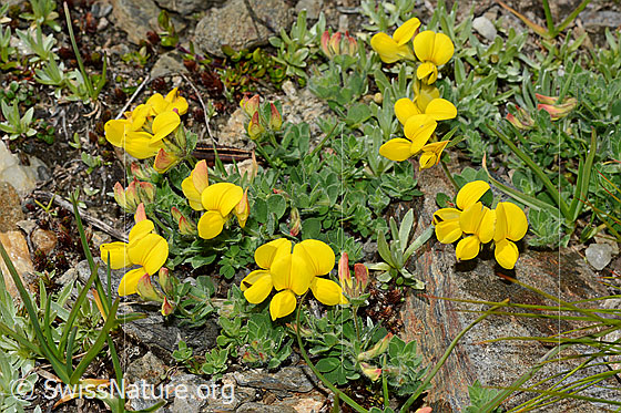 Photo: Lotus alpinus. Whole plant.