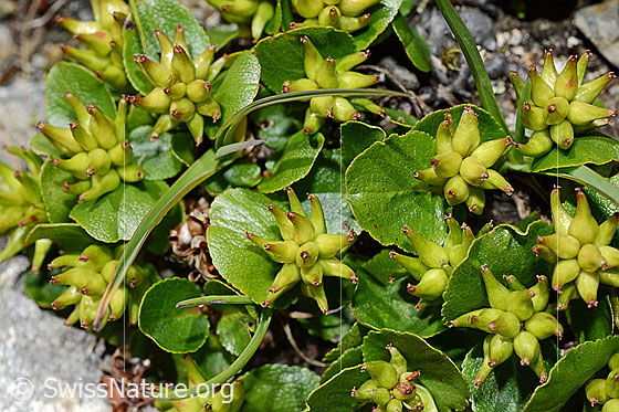 Foto: Kraut-Weide (Salix herbacea). Blötter und Früchte.