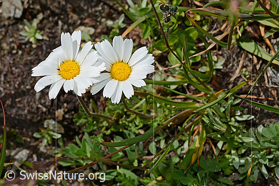 Foto: Gewöhnliche Alpenmargerite (Leucanthemopsis alpina). Ganze Pflanze.