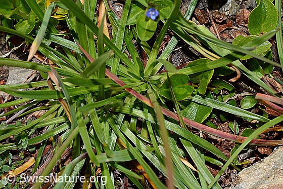 Foto: Alpen-Pechnelke (Silene suecica). Blätter.