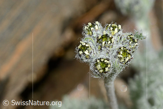 Foto: Zwerg-Schafgarbe (Achillea nana). Blüten geschlossen oder verblüht.