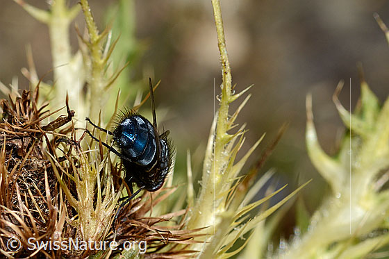 Foto: Calliphora vicina (Schmeissfliege). Männchen. Länge 6 - 13 mm. Ansicht von hinten.