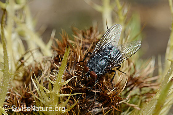 Foto: Calliphora vicina (Schmeissfliege). Männchen. Länge 6 - 13 mm. Ansicht von oben.