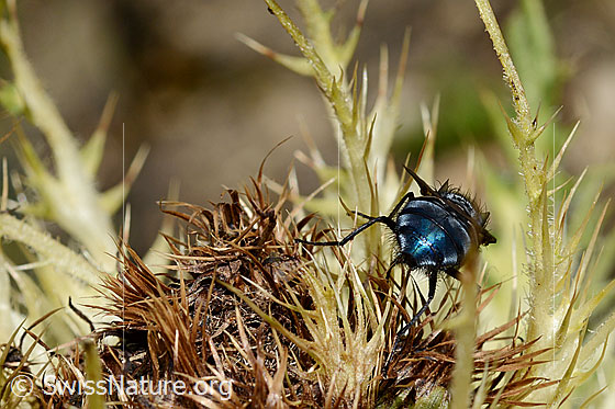 Foto: Calliphora vicina (Schmeissfliege). Männchen. Länge 6 - 13 mm. Ansicht von hinten.