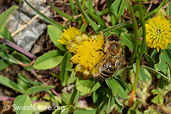 Foto: Italienische Biene (Apis mellifera ligustica) auf Braun-Klee (Trifolium badium). Alias: Italiener-Biene. Länge 11-13mm.