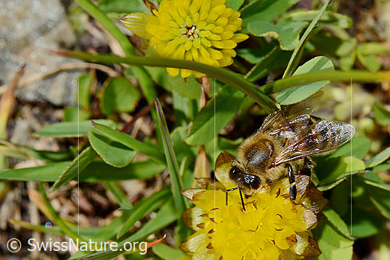 Foto: Italienische Biene (Apis mellifera ligustica) an Braun-Klee (Trifolium badium). Alias: Italiener-Biene. Länge 11-13mm.