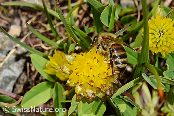 Foto: Italienische Biene (Apis mellifera ligustica) auf Blüte des Braun-Klee (Trifolium badium). Alias: Italiener-Biene. Länge 11-13mm.