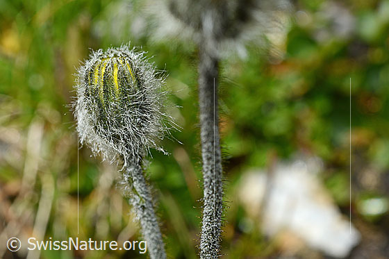Photo: Hieracium piliferum. Blossom just before opening.