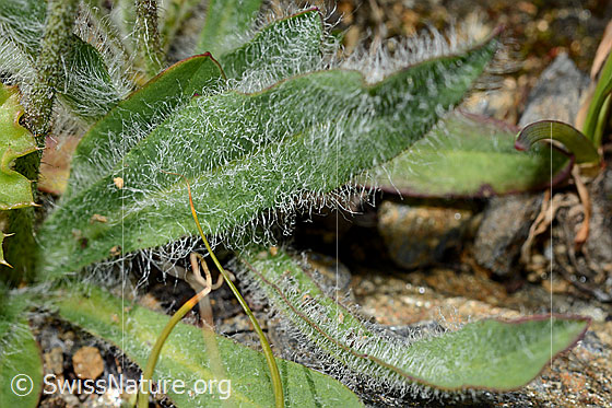 Photo: Hieracium piliferum. Densely hairy leaves.