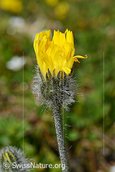 Foto: Grauzottiges Habichtskraut (Hieracium piliferum). Stängel und halb geöffnete Blüte von der Seite.