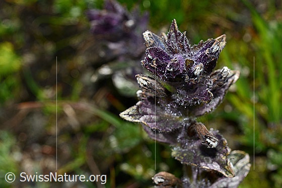Photo: Bartsia alpina. Blossoms.