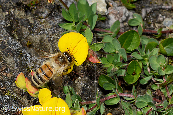 Italienische Biene (Apis mellifera ligustica) an Alpen-Hornklee (Lotus alpinus)
