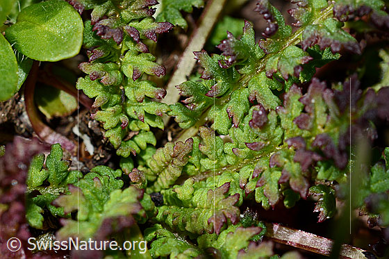 Photo: Pedicularis kerneri. Leaves.