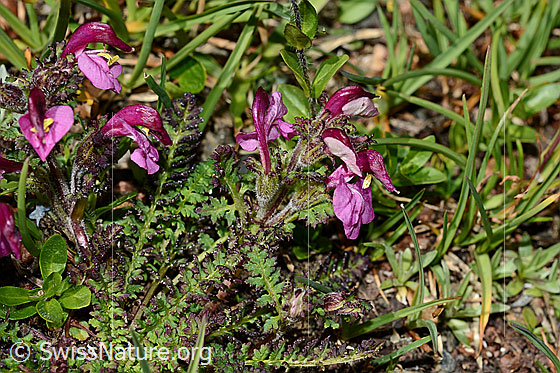 Photo: Pedicularis kerneri. Whole plant (habiti)
