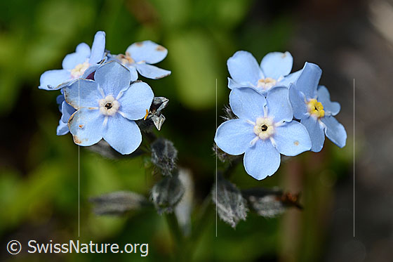 Alpen-Vergissmeinnicht (Myosotis alpestris)
