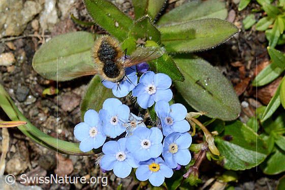 Foto: Bombylius semifuscus (Wollschweber) an Alpen-Vergissmeinnicht (Myosotis alpestris). Weibchen. Ansicht von oben.
