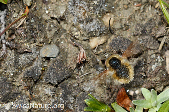 Foto: Bombylius semifuscus (Wollschweber). Weibchen. Ansicht von oben.