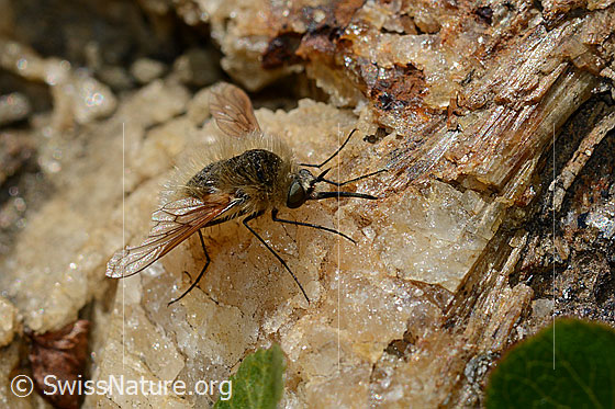 Foto: Bombylius semifuscus (Wollschweber). Weibchen. Ansicht von der Seite.