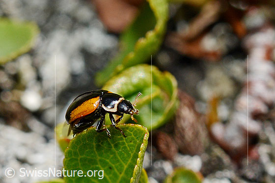 Coccinella venusta