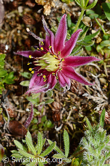Photo: Sempervivum montanum. Bloom open.