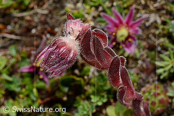 Foto: Berg-Hauswurz (Sempervivum montanum). Blüte geschlossen und Stängel.