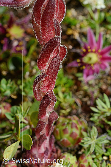 Foto: Berg-Hauswurz (Sempervivum montanum). Stängel.
