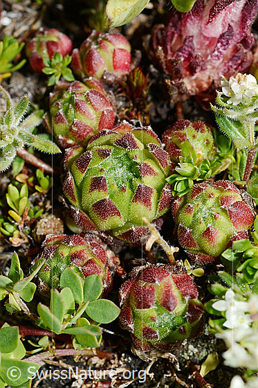 Foto: Berg-Hauswurz (Sempervivum montanum). Blatt Rosette.