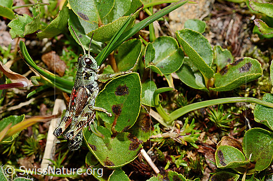 Photo: Bohemanella frigida. Length 18 - 21mm. The red dots under the wings are mites (Acari).