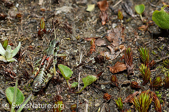 Photo: Bohemanella frigida. body length 18-21mm, male. The grasshopper has red dots on its back. These are mites (Acari).