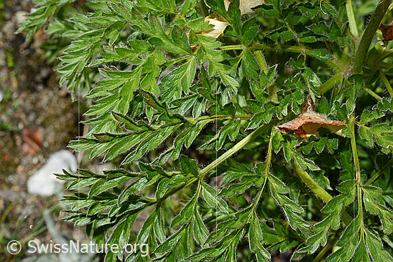 Photo: Pulsatilla alpina subsp. Apiifolia. Leaves.