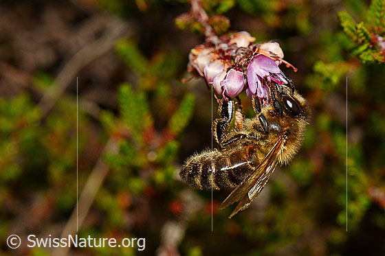 Photo: Apis mellifera on Calluna vulgaris. Length 11 - 13mm. View from the side.